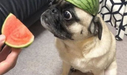 最新吃瓜爆料图片表情包,揭秘最新吃瓜爆料表情包背后的故事