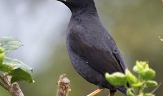八哥爆料吃瓜,娱乐圈最新吃瓜大揭秘！